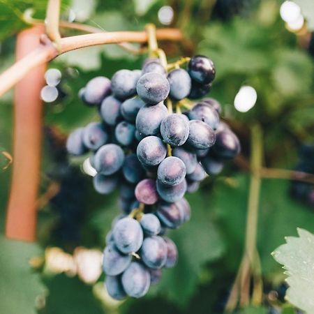 Case Vacanza Podere Risoino Poggibonsi Eksteriør billede